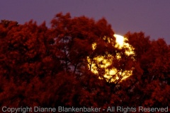 05 Moon rise through blowing trees
