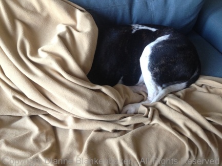 A misinterpretation of the blanket protecting the couch. iPhone 4S.