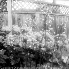 Photo 4: Foreground flowers in focus
