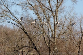 Sandhill Cranes flying through trees
