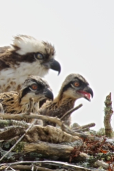 Mom Osprey sticking close by two chicks